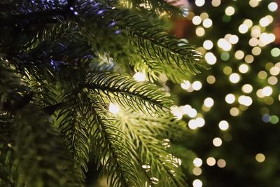 Close-up of illuminated christmas tree