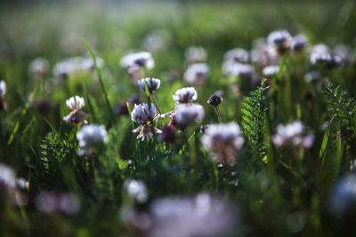 Close-up of purple flowers in field