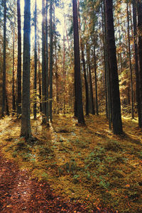 Trees in forest during autumn