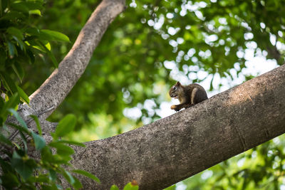 Low angle view of squirrel sitting on branch