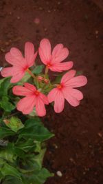 Pink flowers blooming outdoors