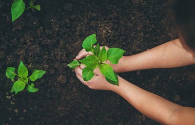 Cropped hand of person planting plant