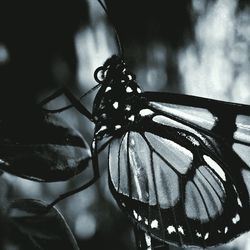 Close-up of butterfly