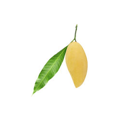 Close-up of fresh green leaves against white background