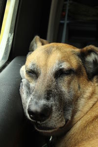 Close-up of a dog looking away