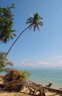 Palm trees on beach against sky