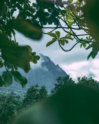 Low angle view of tree against mountain