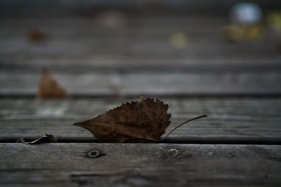 Close up of leaf