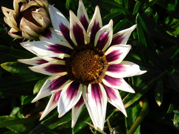 Close-up of purple flowering plant on field