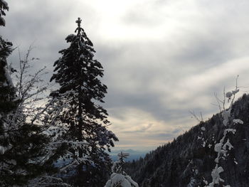 Pine trees on snow covered mountains against sky