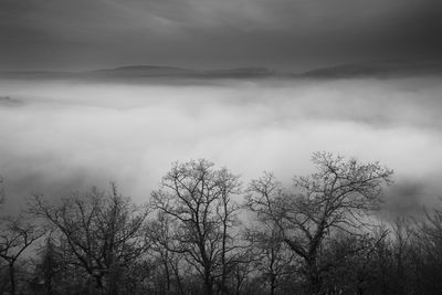 Trees on landscape against sky