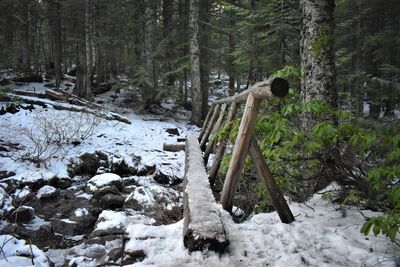 Plants and trees by stream in forest during winter