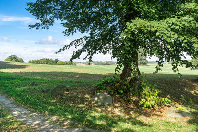 Trees on field against sky