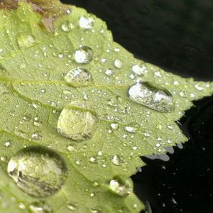 Close-up of water drops on leaves