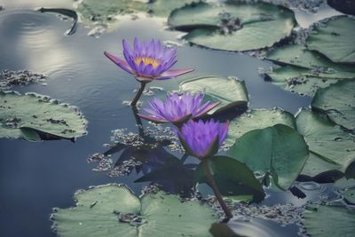 Close-up of lotus water lily in lake