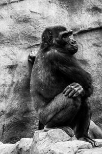 Monkey sitting on rock at zoo