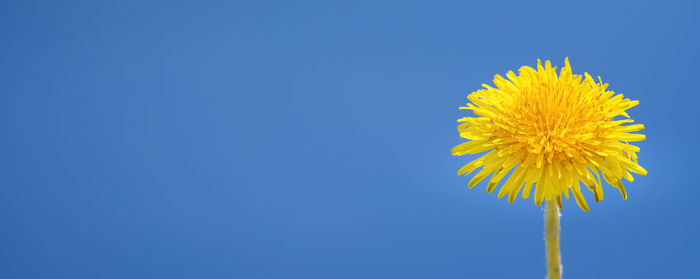 Low angle view of yellow flowering plant against clear blue sky