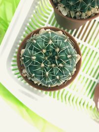 High angle view of cactus on table