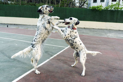 Dog playing