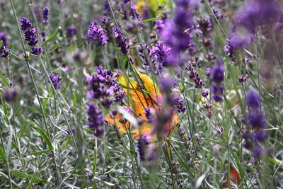 Close-up of purple flowers blooming in field