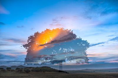 Tree on field against sky during sunset