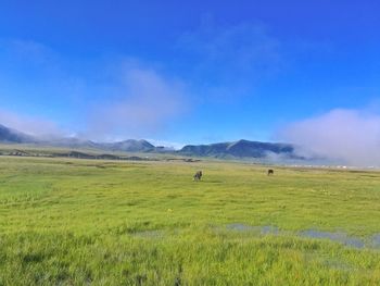 Scenic view of grassy field against sky