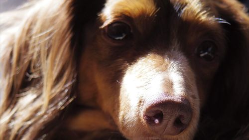 Close-up portrait of dog