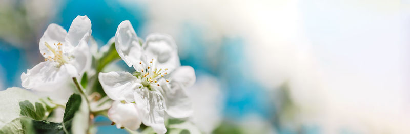 Close-up of white flowering plant