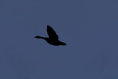 Low angle view of eagle flying against clear sky