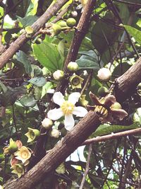 Close-up of fruit on tree