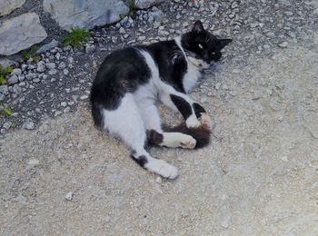 High angle view of cat resting