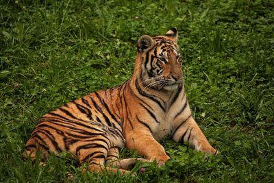 Cat relaxing on field