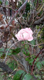 High angle view of pink rose in garden