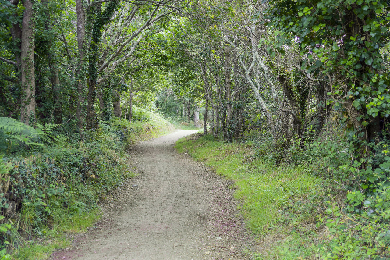 TRAIL ALONG TREES IN FOREST