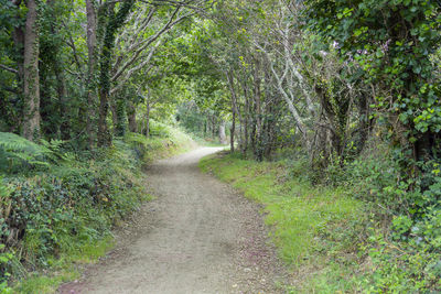 Road amidst trees in forest