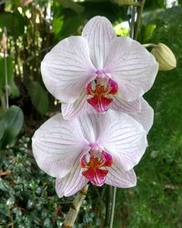 Close-up of flower blooming outdoors