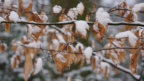 Close-up of frozen plant during winter