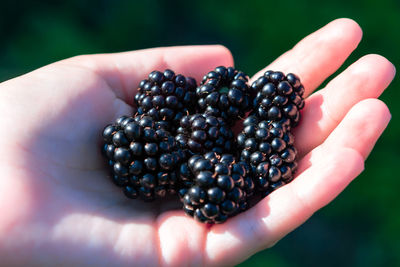 Blackberries in hand . crop of bramble fruit