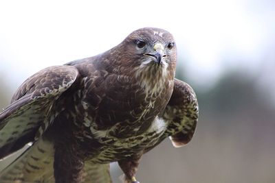 Close-up of a bird