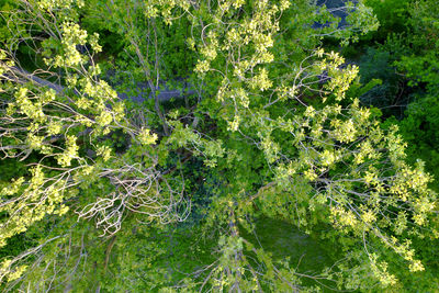 High angle view of spider web on plants