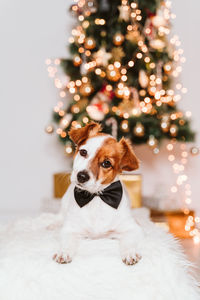 Cute jack russell dog at home by the christmas tree