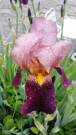 Close-up of pink flower