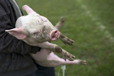 Close-up of hand feeding outdoors