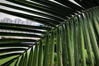 Full frame shot of palm leaves