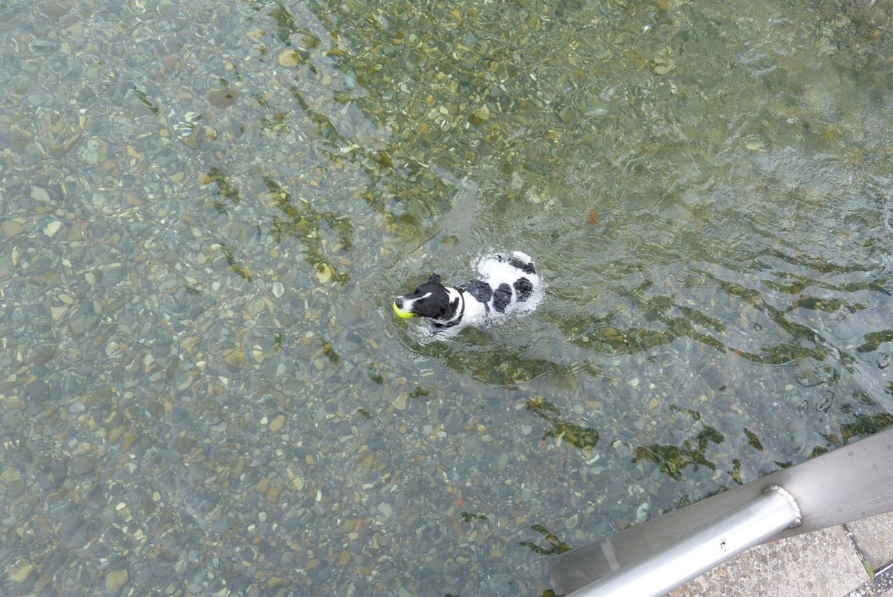 high angle view, water, animal themes, one animal, day, nature, rock - object, outdoors, wet, no people, elevated view, stone - object, wildlife, reflection, animals in the wild, motion, puddle, street, lake, rock