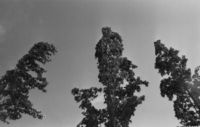 Low angle view of trees against sky