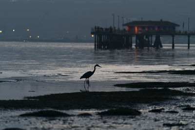 Bird on beach against sky during sunset