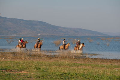 View of horses on field against sky