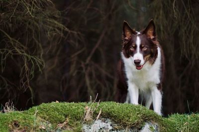 Portrait of dog standing on field