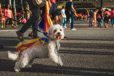 Dog on street in city